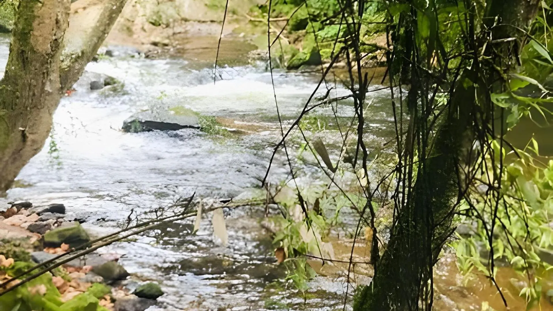 Chale Regiao Turistica - Conforto Na Natureza Campos do Jordão